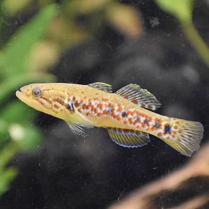 Purple-spotted Gudgeon