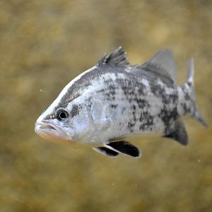 Barramundi