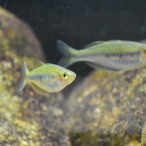 Melanotaenia flavipinnis