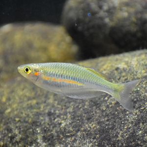 Melanotaenia flavipinnis