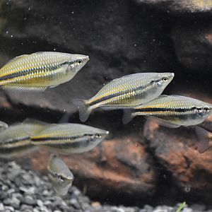 Banded Rainbowfish