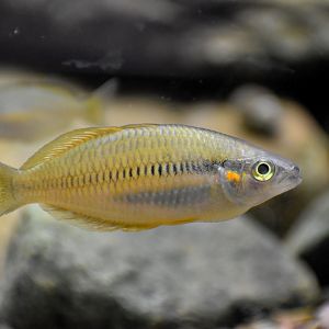 Melanotaenia angfa