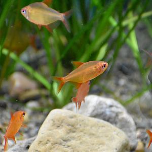 Muzel Red Cherry Tetras