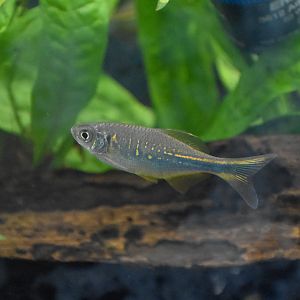 Bengal Danio