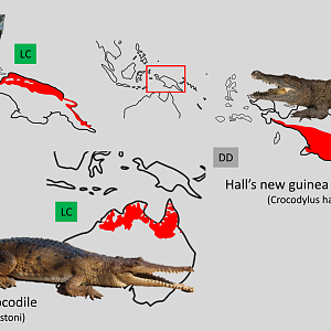 Oceanian crocodile distribution maps