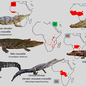 African crocodile distribution maps