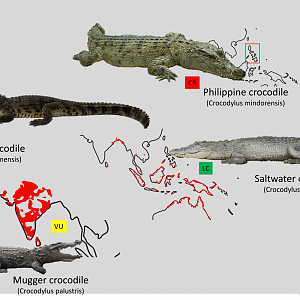Asian crocodile distribution maps