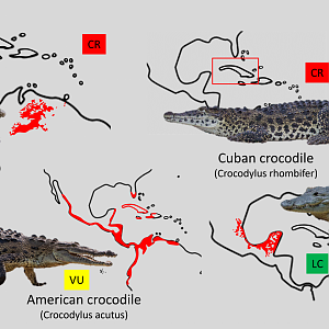 American crocodile distribution maps