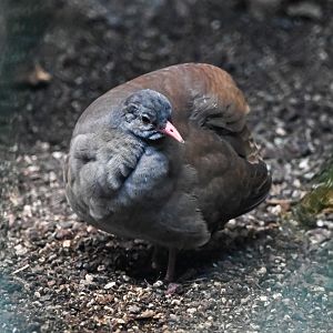 Tataupa tinamou