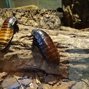 Madagascar hissing cockroach (Gromphadorhina portentosa)
