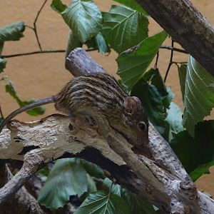 Barbary striped grass mouse (Lemniscomys barbarus)