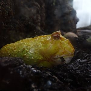 Cranwell's horned frog (Ceratophrys cranwelli)