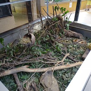 Harvest mouse (Micromys minutus) exhibit