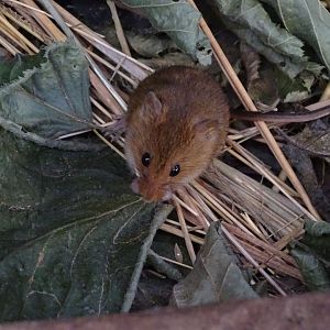 Harvest mouse (Micromys minutus)