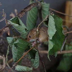 Harvest mouse (Micromys minutus)