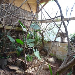 Cotton-top tamarin (Saguinus oedipus) exhibit