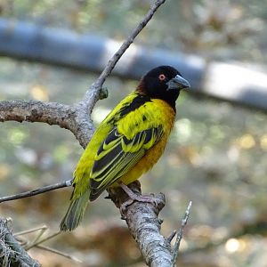 Village weaver (Ploceus cucullatus)