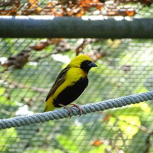 Yellow-crowned bishop (Euplectes afer)