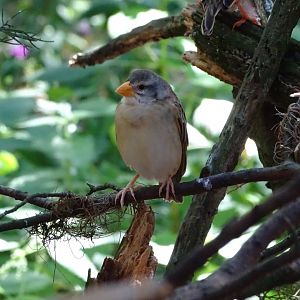 Red-billed quelea (Quelea quelea)