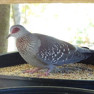 Speckled pigeon (Columba guinea)