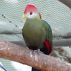 Red-crested turaco (Tauraco erythrolophus)