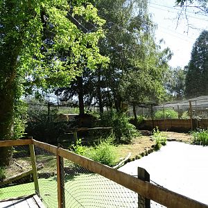 Silvery-cheeked hornbill (Bycanistes brevis) aviary