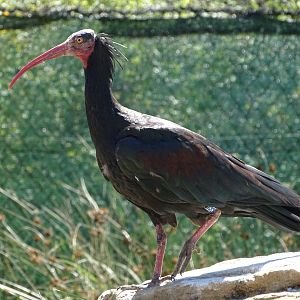 Waldrapp (Geronticus eremita)