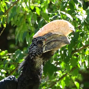 Silvery-cheeked hornbill (Bycanistes brevis)