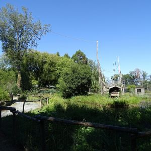 Lar gibbon (Hylobates lar) exhibit
