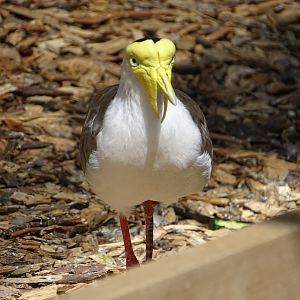 Masked lapwing (Vanellus miles)