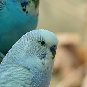 Budgerigar (Melopsittacus undulatus)
