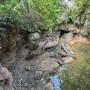 Small-clawed Otter Exhibit - too small