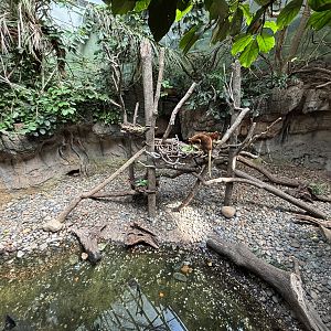 Matschie’s Tree Kangaroo Exhibit - too small