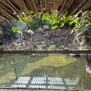 Ebony Langur Exhibit