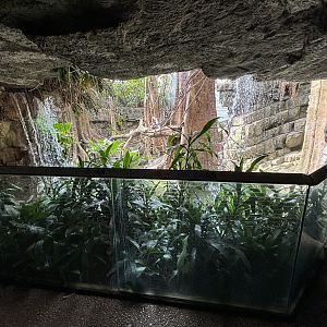 Silvered Leaf Monkey Exhibit