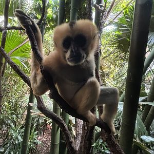 White-cheeked Gibbon