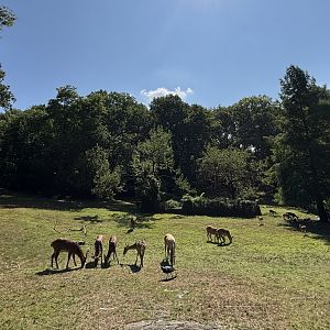 Hoofstock Paddock - Wild Asia