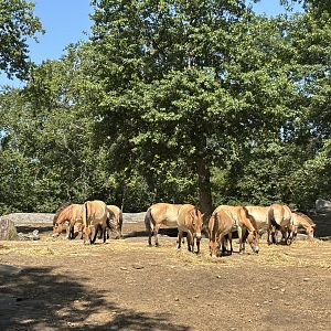 Przewalski’s Horses - Wild Asia