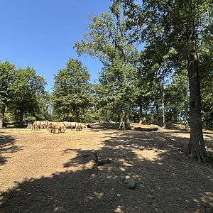Przewalski’s Horse Exhibit - Wild Asia