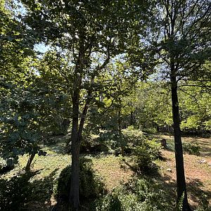 Amur Tiger Exhibit - Wild Asia
