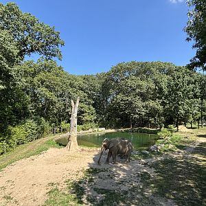Asian Elephant Exhibit - Wild Asia