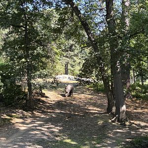 Indian Rhino Exhibit - Wild Asia