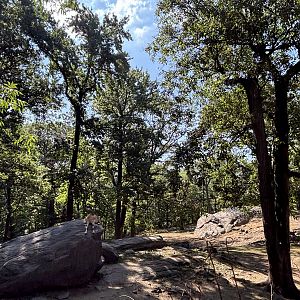 Markhor Exhibit - Wild Asia