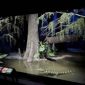 World of Darkness - Broad-snouted Caiman Exhibit