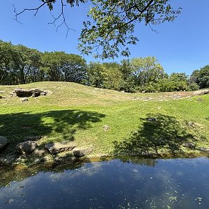 Gelada/Ibex/Rock Hyrax Exhibit