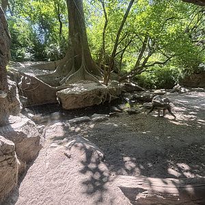 Mandrill/Red River Hog Exhibit