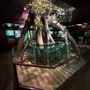 Congo Tetra Exhibit