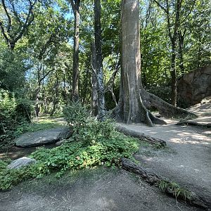 Congo Gorilla Forest