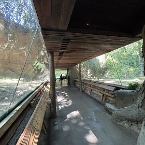 Congo Gorilla Forest