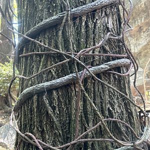 Crazy amount of hotwire in Congo Gorilla Forest